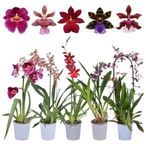 Set of 4 Assorted Oncidium Orchid Live Plants – 4-6 Inch Tall - Image 2