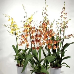Set of 4 Assorted Oncidium Orchid Live Plants – 4-6 Inch Tall - Image 3