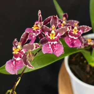 Set of 4 Assorted Oncidium Orchid Live Plants – 4-6 Inch Tall - Image 4