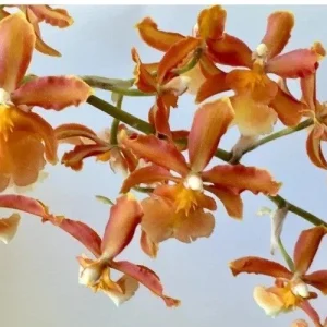 Set of 4 Assorted Oncidium Orchid Live Plants – 4-6 Inch Tall - Image 5