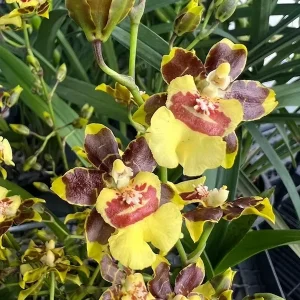 Set of 4 Assorted Oncidium Orchid Live Plants – 4-6 Inch Tall - Image 6