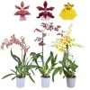 Set of 4 Assorted Oncidium Orchid Live Plants – 4-6 Inch Tall - Image 1