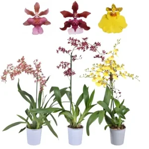 Set of 4 Assorted Oncidium Orchid Live Plants – 4-6 Inch Tall - Image 1