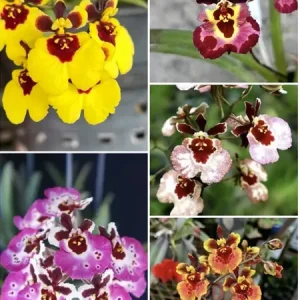 Set of 4 Assorted Tolumnia Orchids – Live Plant – 4-6 Inch Tall – Colorful Flowers - Image 2