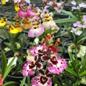 Set of 4 Assorted Tolumnia Orchids – Live Plant – 4-6 Inch Tall – Colorful Flowers - Image 3
