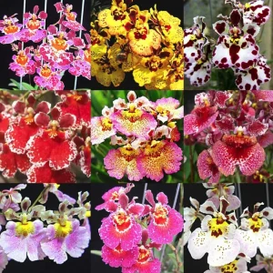 Set of 4 Assorted Tolumnia Orchids – Live Plant – 4-6 Inch Tall – Colorful Flowers - Image 4