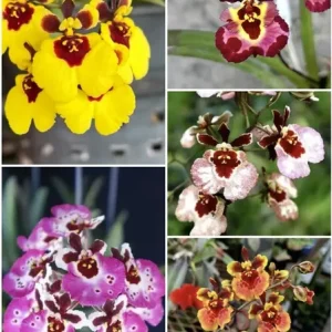 Set of 4 Assorted Tolumnia Orchids – Live Plant – 4-6 Inch Tall – Colorful Flowers - Image 6