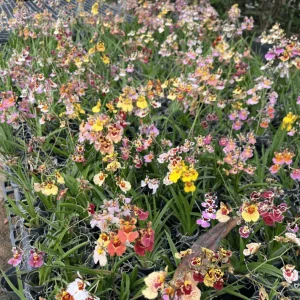 Set of 4 Assorted Tolumnia Orchids – Live Plant – 4-6 Inch Tall – Colorful Flowers - Image 1