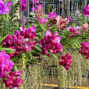 Set of 4 Assorted Vanda Orchids Live Plants - Rare Colorful Flowers 4-6 Inch Tall - Image 2