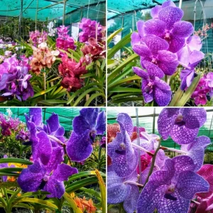 Set of 4 Assorted Vanda Orchids Live Plants - Rare Colorful Flowers 4-6 Inch Tall - Image 3