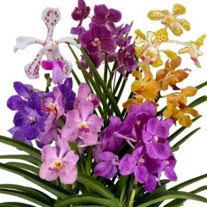 Set of 4 Assorted Vanda Orchids Live Plants - Rare Colorful Flowers 4-6 Inch Tall - Image 4