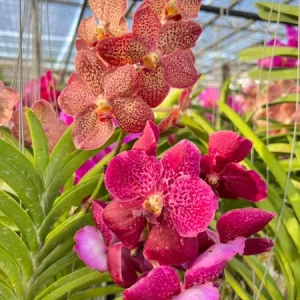 Set of 4 Assorted Vanda Orchids Live Plants - Rare Colorful Flowers 4-6 Inch Tall - Image 5