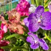 Set of 4 Assorted Vanda Orchids Live Plants - Rare Colorful Flowers 4-6 Inch Tall - Image 1
