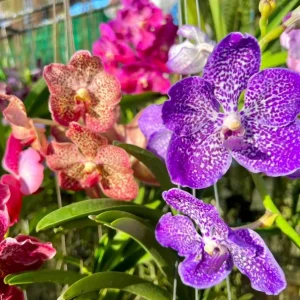 Set of 4 Assorted Vanda Orchids Live Plants - Rare Colorful Flowers 4-6 Inch Tall - Image 1