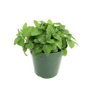 Set of 4 Lemon Balm Live Plants, 4-6 Inch Tall, Perennial Herb for Tea & Cooking - Image 2