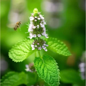 Set of 4 Lemon Balm Live Plants, 4-6 Inch Tall, Perennial Herb for Tea & Cooking - Image 3