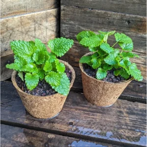 Set of 4 Lemon Balm Live Plants, 4-6 Inch Tall, Perennial Herb for Tea & Cooking - Image 4