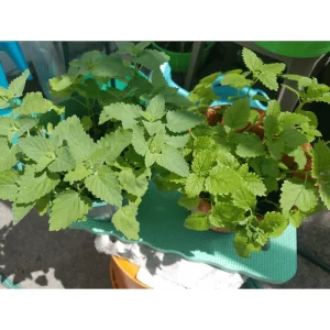 Set of 4 Lemon Balm Live Plants, 4-6 Inch Tall, Perennial Herb for Tea & Cooking - Image 5