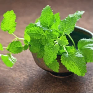 Set of 4 Lemon Balm Live Plants, 4-6 Inch Tall, Perennial Herb for Tea & Cooking - Image 6