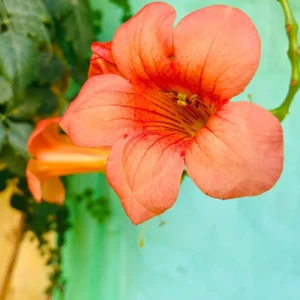 Set of 4 Orange Trumpet Vine Live Plants, Climbing Flowering Outdoor Plant, 4-6 inches - Image 2