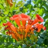 Set of 4 Orange Trumpet Vine Live Plants, Climbing Flowering Outdoor Plant, 4-6 inches - Image 1