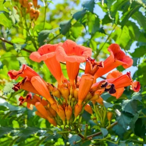 Set of 4 Orange Trumpet Vine Live Plants, Climbing Flowering Outdoor Plant, 4-6 inches - Image 1