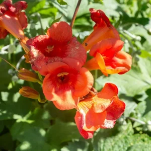 Set of 4 Orange Trumpet Vine Live Plants, Climbing Flowering Outdoor Plant, 4-6 inches - Image 3