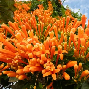 Set of 4 Orange Trumpet Vine Live Plants, Climbing Flowering Outdoor Plant, 4-6 inches - Image 4