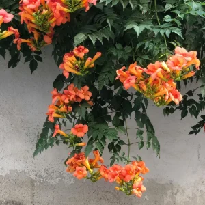 Set of 4 Orange Trumpet Vine Live Plants, Climbing Flowering Outdoor Plant, 4-6 inches - Image 5