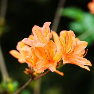 Set of 4 Orange Trumpet Vine Live Plants, Climbing Flowering Outdoor Plant, 4-6 inches - Image 6