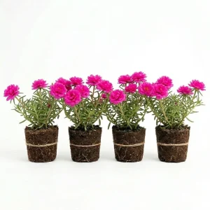 Set of 4 Portulaca Live Plants, 4-6 Inch Tall Moss Rose, Colorful Outdoor Flowers - Image 2