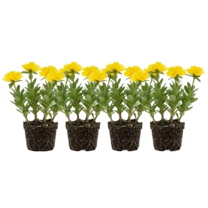 Set of 4 Portulaca Live Plants, 4-6 Inch Tall Moss Rose, Colorful Outdoor Flowers - Image 3