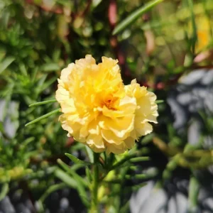 Set of 4 Portulaca Live Plants, 4-6 Inch Tall Moss Rose, Colorful Outdoor Flowers - Image 4