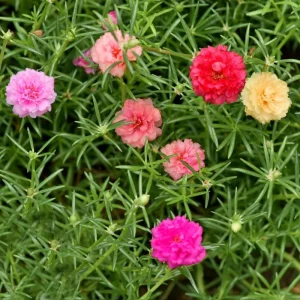 Set of 4 Portulaca Live Plants, 4-6 Inch Tall Moss Rose, Colorful Outdoor Flowers - Image 5