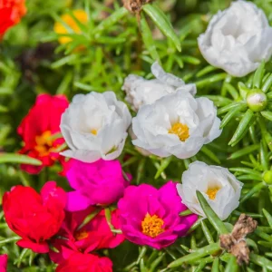 Set of 4 Portulaca Live Plants, 4-6 Inch Tall Moss Rose, Colorful Outdoor Flowers - Image 6