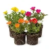 Set of 4 Portulaca Live Plants, 4-6 Inch Tall Moss Rose, Colorful Outdoor Flowers - Image 1