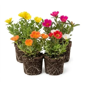 Set of 4 Portulaca Live Plants, 4-6 Inch Tall Moss Rose, Colorful Outdoor Flowers - Image 1