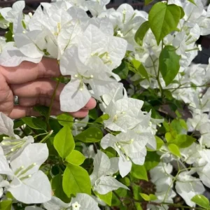 Set of 4 White Bougainvillea Live Plants – 4 Inch Pots – Tropical Vines - Image 2