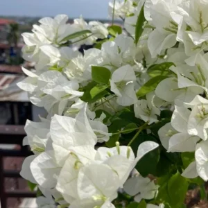 Set of 4 White Bougainvillea Live Plants – 4 Inch Pots – Tropical Vines - Image 3