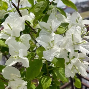 Set of 4 White Bougainvillea Live Plants – 4 Inch Pots – Tropical Vines - Image 4