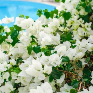 Set of 4 White Bougainvillea Live Plants – 4 Inch Pots – Tropical Vines - Image 5