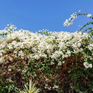 Set of 4 White Bougainvillea Live Plants – 4 Inch Pots – Tropical Vines - Image 6