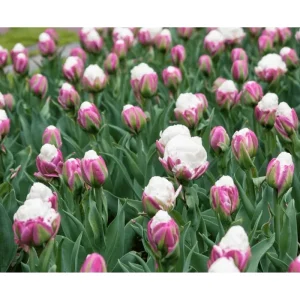 Set of 5 Ice Cream Tulips Bulbs - Double Peony Tulipa Tubers for Planting - Image 2