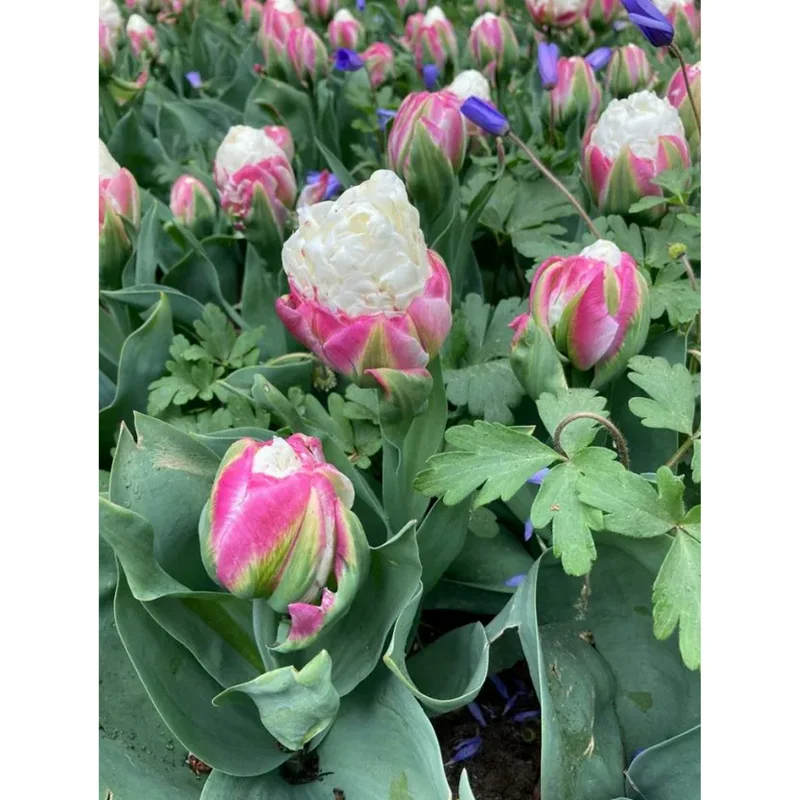 Set of 5 Ice Cream Tulips Bulbs - Double Peony Tulipa Tubers for Planting - Image 3