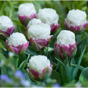 Set of 5 Ice Cream Tulips Bulbs - Double Peony Tulipa Tubers for Planting - Image 4