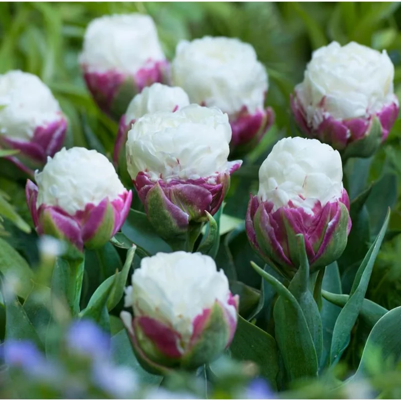 Set of 5 Ice Cream Tulips Bulbs - Double Peony Tulipa Tubers for Planting - Image 4