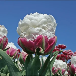 Set of 5 Ice Cream Tulips Bulbs - Double Peony Tulipa Tubers for Planting - Image 5