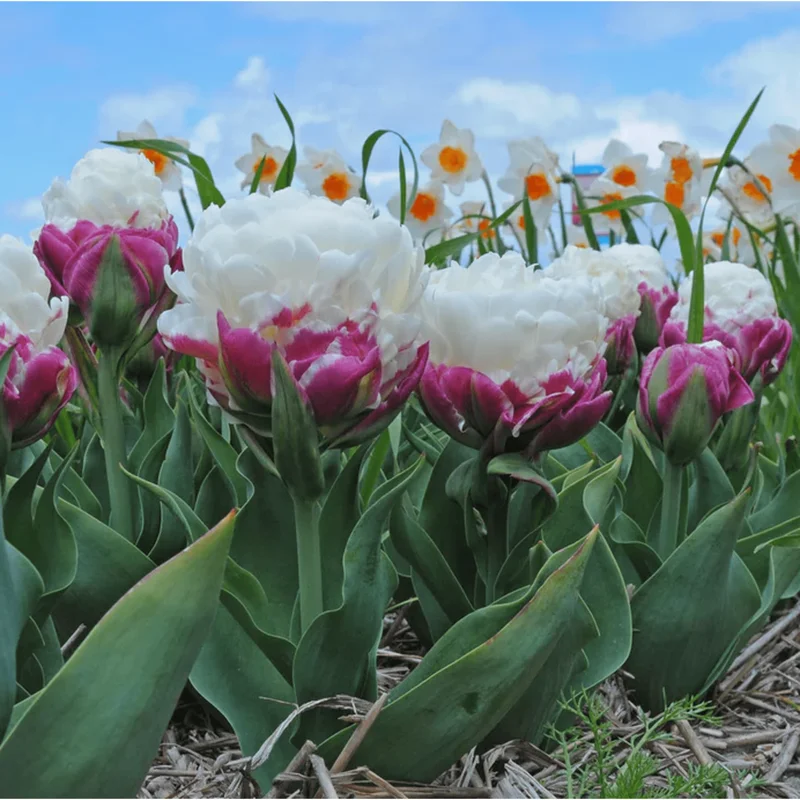 Set of 5 Ice Cream Tulips Bulbs - Double Peony Tulipa Tubers for Planting - Image 6