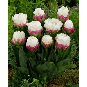 Set of 5 Ice Cream Tulips Bulbs - Double Peony Tulipa Tubers for Planting - Image 1