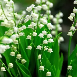 Set of 5 Lily of the Valley Bulbs - Perennial Flower Bulbs, Fragrant White Blooms - Image 2